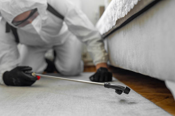 Professional Ant Control technician working in Raynham Center, MA